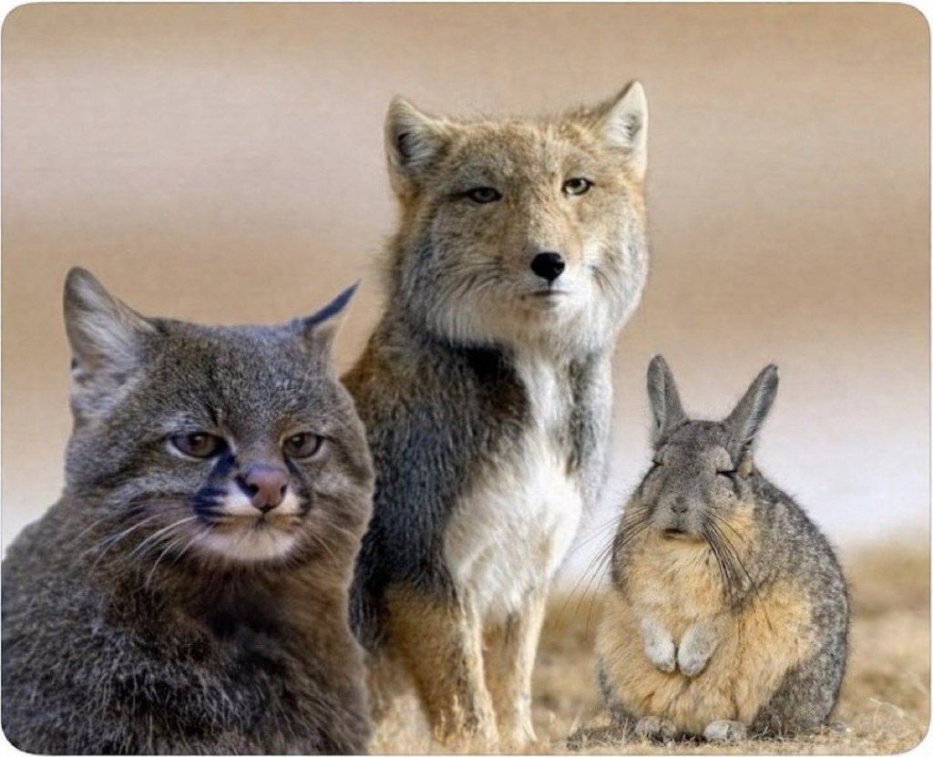The 3 Chuds - Pallas's Cat, Tibetan Fox, Viscacha
