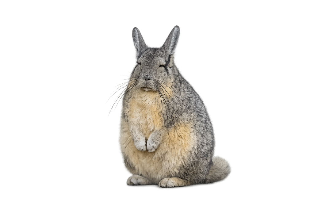 Viscacha Mascot